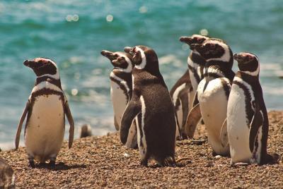 Full Day Tour: Peninsula Valdes with San Lorenzo by Argentina Vis Full Day Tour: Peninsula Valdes with San Lorenzo by Argentina Vis