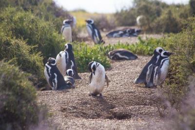 Punta Tombo Tour, the Penguin Experience Punta Tombo Tour, the Penguin Experience