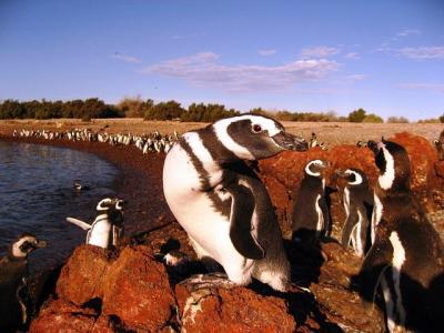 Punta Tombo Penguin Colony from Puerto Madryn with optional Tonin Punta Tombo Penguin Colony from Puerto Madryn with optional Tonin