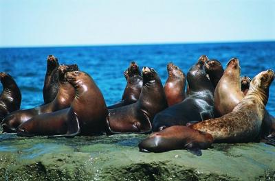 Excursion to Punta Loma, a Sea Lion Colony from Puerto Madryn Excursion to Punta Loma, a Sea Lion Colony from Puerto Madryn