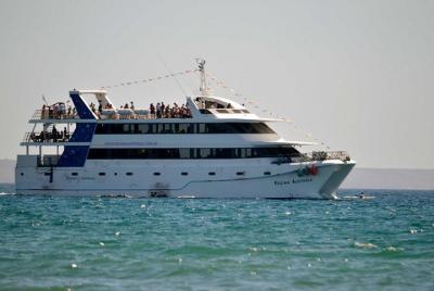 Puerto Madryn Gulf Sightseeing Cruise Puerto Madryn Gulf Sightseeing Cruise