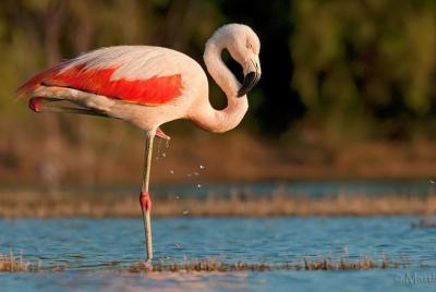 Full-Day Tour to Laguna de los Pozuelos from Tilcara Full-Day Tour to Laguna de los Pozuelos from Tilcara