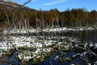 Tierra del Fuego National Park for Cruise Passengers with entranc