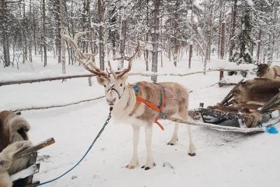 Lapland Reindeer Safari from Levi Lapland Reindeer Safari from Levi
