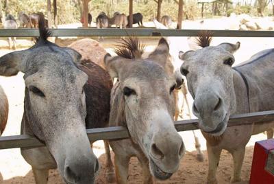 Half-Day Animal Sanctuary Tour in Aruba Half-Day Animal Sanctuary Tour in Aruba