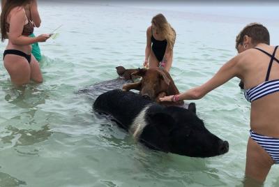 Swim with Pigs on a Tropical Island Swim with Pigs on a Tropical Island