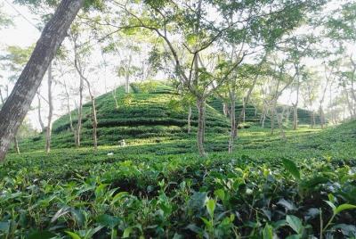 Srimangal Nature Tour in forest and tea garden Srimangal Nature Tour in forest and tea garden