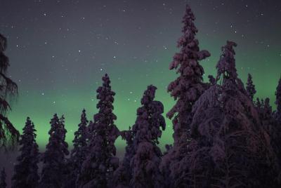 Reindeer lights (Northern lights + Reindeer feeding)