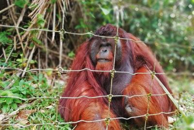 Private Tour: Ipoh Secrets Full Day Heritage & Orang Utan Island