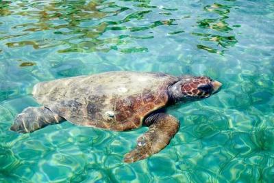 Discover Scuba Diving Resort Course Discover Scuba Diving Resort Course