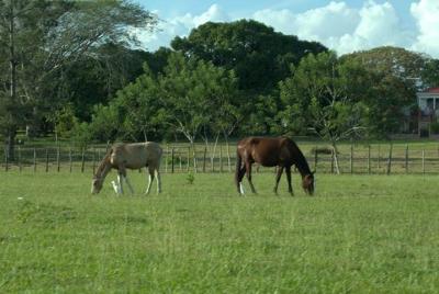 Countryside Horseback Riding Tour from Belize City