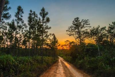 Mountain Pine Ridge Tour