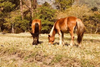 17-Day Private Nature Trip and Birding in Bhutan