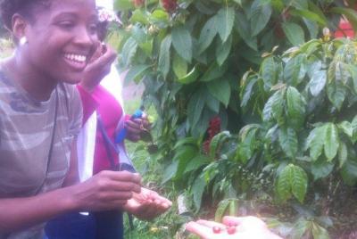 Express half day Coffee Tour Express half day Coffee Tour