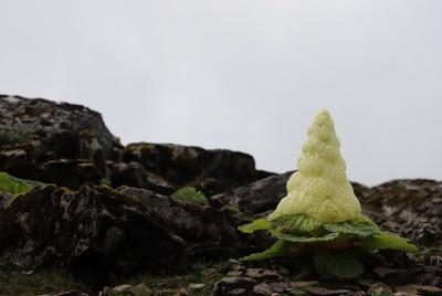 6-Day Alpine Flower Photography Tour