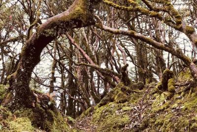 Hiking In Bhutan :Hike Through The Forest of Hemlock & Rhododendr