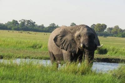 1 Day Game Drive - Moremi Game Reserve 1 Day Game Drive - Moremi Game Reserve
