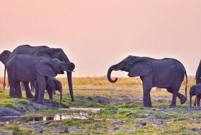 chobe 3hr sunset boat cruise chobe 3hr sunset boat cruise