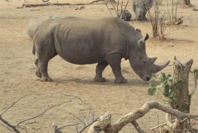 Mosi-oa-Tunya National Park Rhino Walk