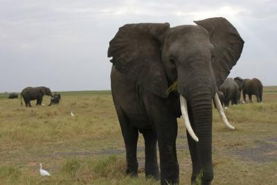 1 Day Moremi Game Drive Safari, guided 1 Day Moremi Game Drive Safari, guided