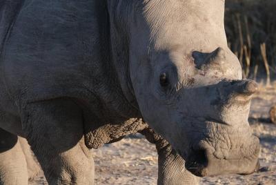 Moremi Day Trip (full day) Moremi Day Trip (full day)
