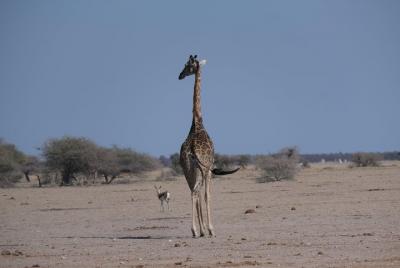 Nxai Pan Day Trip (full day) Nxai Pan Day Trip (full day)