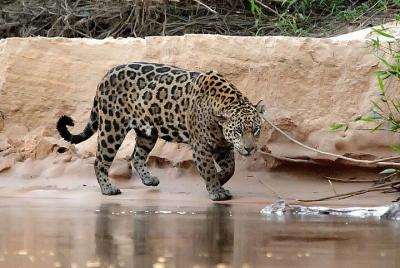 6-Days North Pantanal Experience - Following the footsteps of the