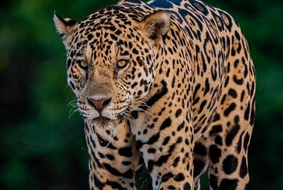 Jaguar extreme 8 nights
