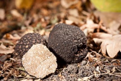 Magical Motovun seightseeing with truffle tasting day trip Magical Motovun seightseeing with truffle tasting day trip