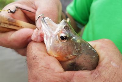Solimoes River Piranha Fishing and Alligator Watching Tour Solimoes River Piranha Fishing and Alligator Watching Tour