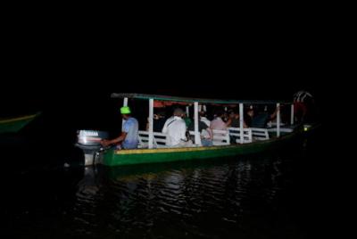 Alligators Night Watch Alligators Night Watch