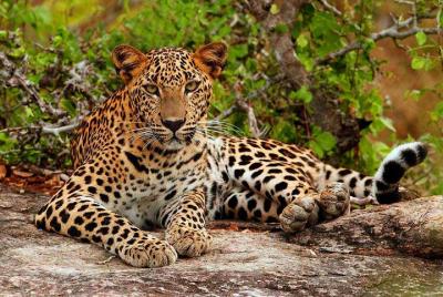 Private Half Day safari at Yala National park Private Half Day safari at Yala National park