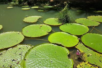 Amazon Natural Museums Combo (INPA and MUSA) Amazon Natural Museums Combo (INPA and MUSA)
