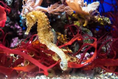 Aqua Rio + Olympic Boulevard Tour - Rio de Janeiro by Pepe Rio To