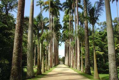 Botanic Garden and Parque Lage Guided Tour & Transfer
