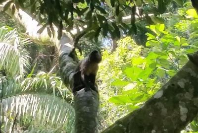 The Tijuca forest, the Jardim Bôtanico and their treasures