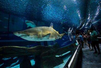 Museum of Tomorrow, AquaRio & Olympic Boulevard in Rio de Janeiro