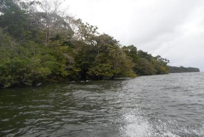 Experience of spending a night in the Amazon rainforest