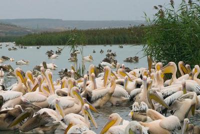 Birds, nature and wine tour from Nessebar or Bourgas Birds, nature and wine tour from Nessebar or Bourgas