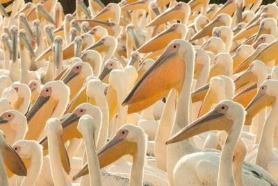 One-day Birding Along the Southern Bulgarian Black Sea Coast One-day Birding Along the Southern Bulgarian Black Sea Coast