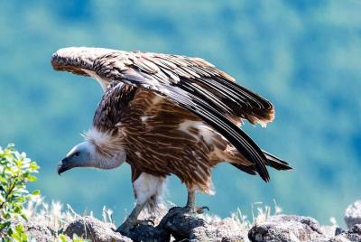 Griffon Vultures in the Blue Stones Nature Park Private Tour Griffon Vultures in the Blue Stones Nature Park Private Tour