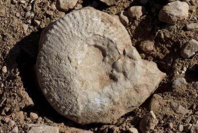 One day trip from Sofia: A walking over the Jurassic sea One day trip from Sofia: A walking over the Jurassic sea