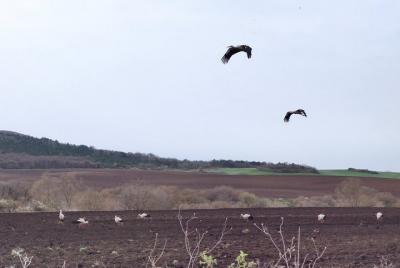 Private Birdwatching at 3 Unique Spots from Sofia Private Birdwatching at 3 Unique Spots from Sofia