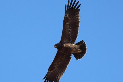 Birdwatching and cultural heritage tour from Varna Birdwatching and cultural heritage tour from Varna