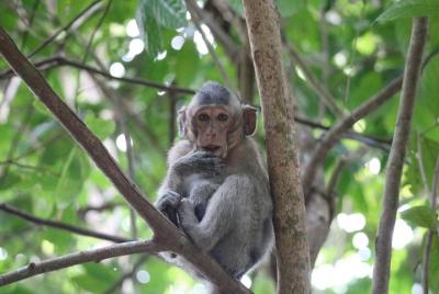 Guided Kep National Park walk - by Knai Bang Chatt