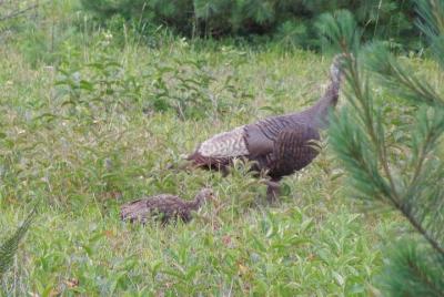 3 Hour Algonquin Park Birding Hike (private - price is for up to 4 people) 3 Hour Algonquin Park Birding Hike (private - price is for up to 4 people)