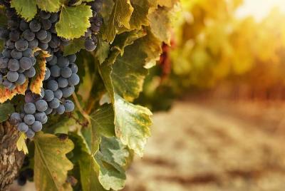 Wine Tour Korcula Wine Tour Korcula