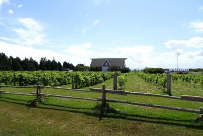 Central PEI Winery, Apiary and Mead Tasting Tour