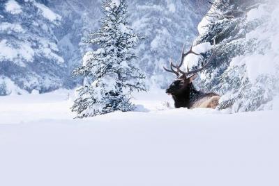 Winter Wildlife Discovery Tour Winter Wildlife Discovery Tour