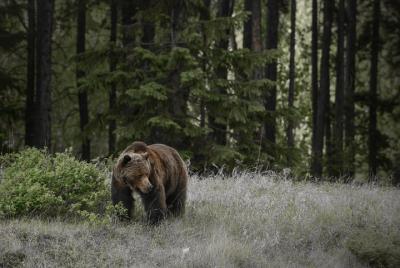 Discover Jasper and its Wildlife Discover Jasper and its Wildlife